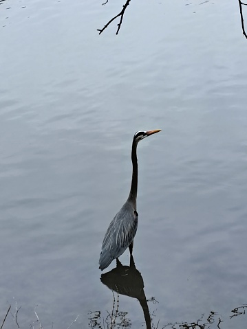 A Great Blue Heron standing in a lake