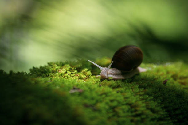 Snail crawling on the green moss with blurred background, shallow depth of field