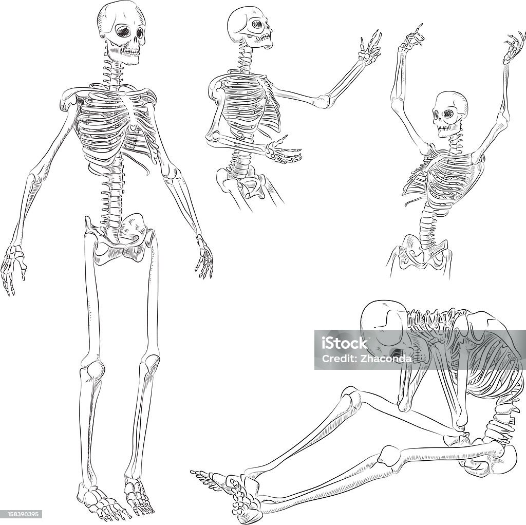 Human skeleton drawing Human skeleton drawing in several active poses Human Skeleton stock vector