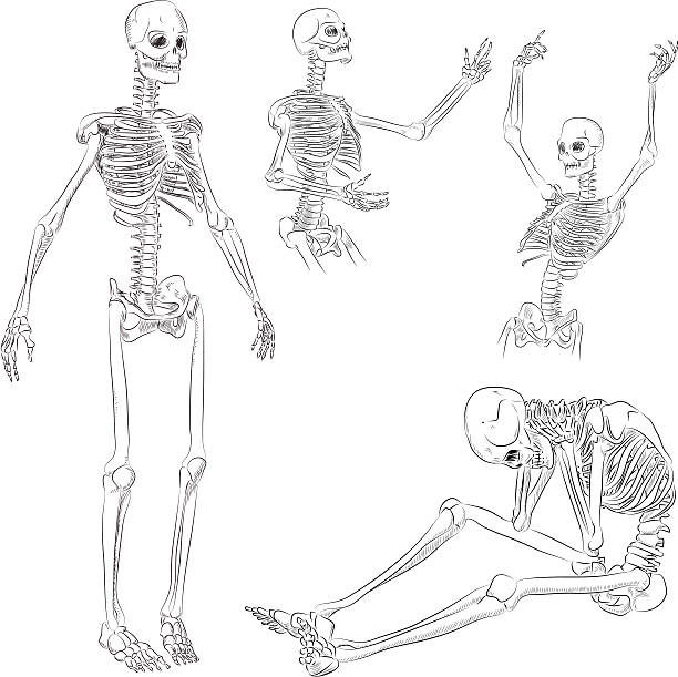 Human skeleton drawing Human skeleton drawing in several active poses femur bone anatomy drawing stock illustrations