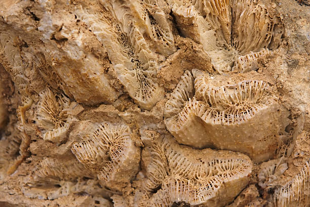 istock Coral fossil lump chip 158390490