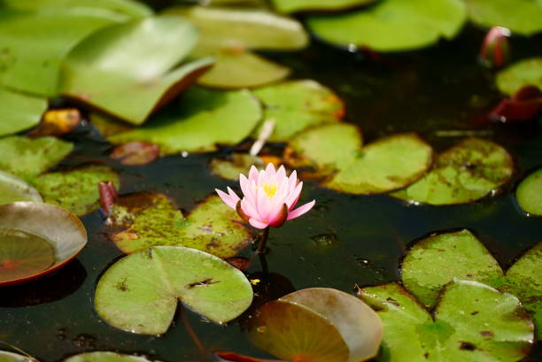 beautiful pink water lily flower