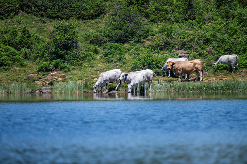 Herd of cows on the bank of a lake of lers in the Pyrenees mountains in France