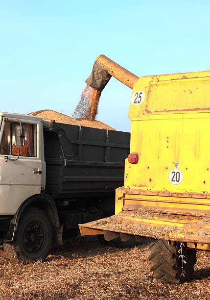 istock Harvest of soy 158392792
