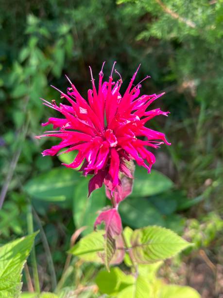 fleur de baume écarlate qui a un parfum mentholé lorsqu’elle est écrasée. - beebalm photos et images de collection