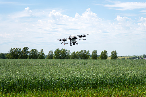Drone sprayer flies over the agricultural field. Smart farming and precision agriculture. An industrial drone in the sky. Quadrocopter for pollination of plants.