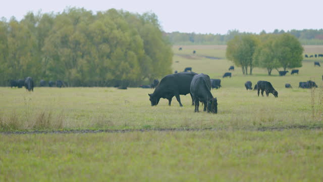 Cows grazing on pasture in summer. Cow on a green meadow. Dairy and agriculture concept. Real time.