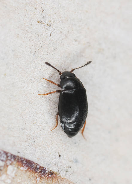 istock Proteinus brachypterus sitting on wood, extreme close up 158394442