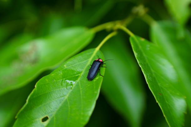 istock cute fireflies resting on leaves 1583945690
