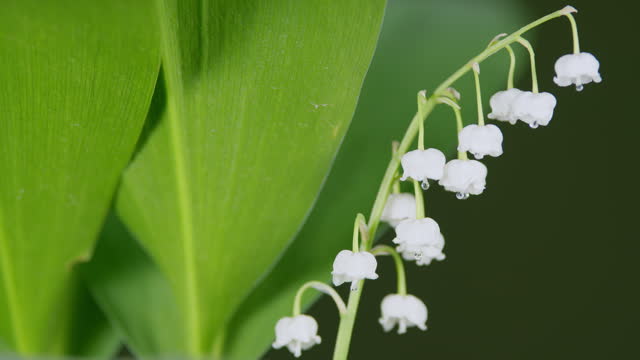 Lily of the valley on the stigma of a flower made a drop of water. Close-up. Convallaria majalis. Close up.