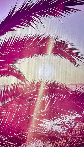 istock holiday palm trees and sunset over ocean 1583959754