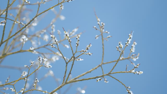 Natural spring background. Willow tree catkins ice covered on blue sky background. Bokeh.