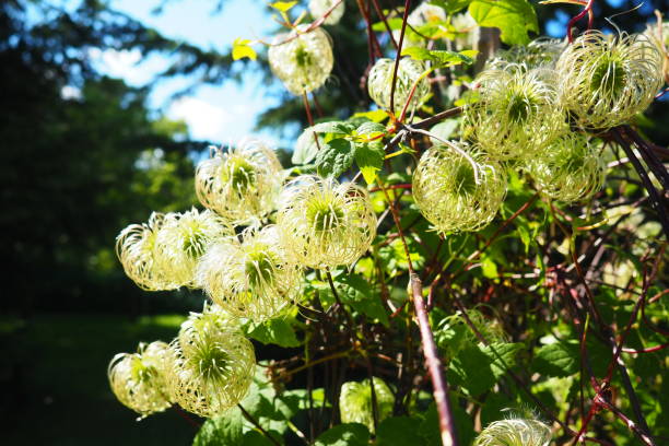 Clematis, travellers joy, virgin bower, old mans beard, leather flower, vase vine. A Polish variety. Stamens are composed of yellow anthers set on lime-coloured filaments and pistils are light-yellow clematis, alegría viajera, glorieta de vírgenes, barba de anciano, flor de cuero, vid de jarrón. una variedad polaca. los estambres están compuestos de anteras amarillas colocadas en filamentos de color lima y los pistilos son de color amarillo claro