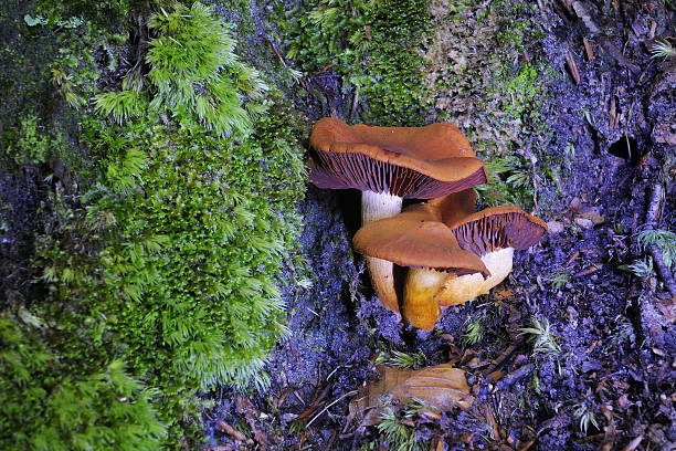 바보 왜고너의 webcap (cortinarius orellanus) - 끈적버섯과 이미지 뉴스 사진 이미지