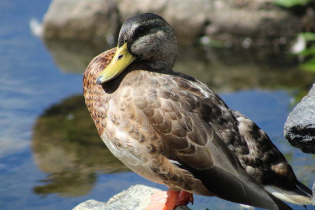 istock Roosting Mallard Duck 1583981163