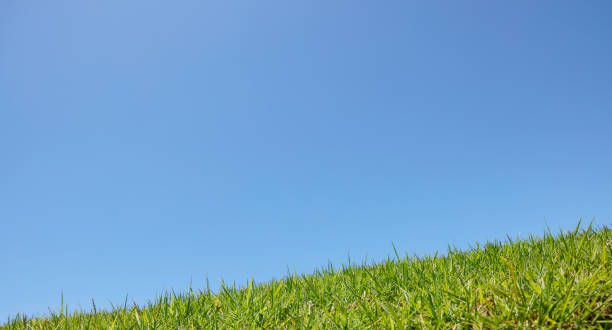 istock beautiful blue sky and lawn 1583982691