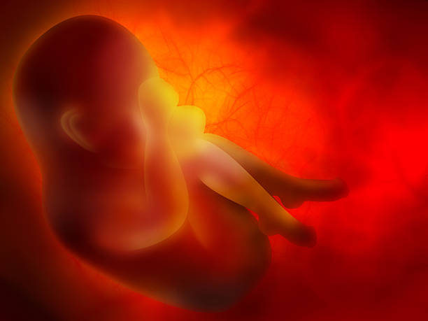 embryo medicine abstract background with embryo fetus stock pictures, royalty-free photos & images