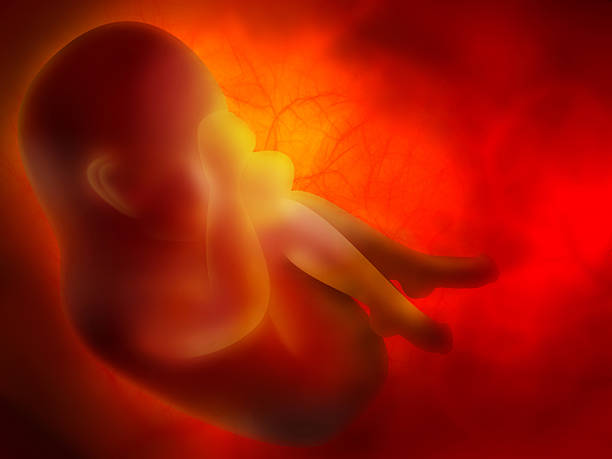 embryo medicine abstract background with embryo human uterus stock pictures, royalty-free photos & images