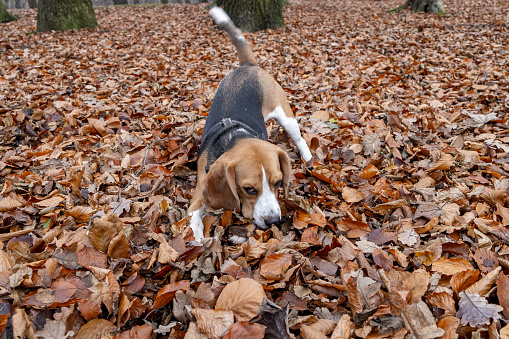 Funny domestic dog is having fun in the fallen leaves in autumn, during walking.