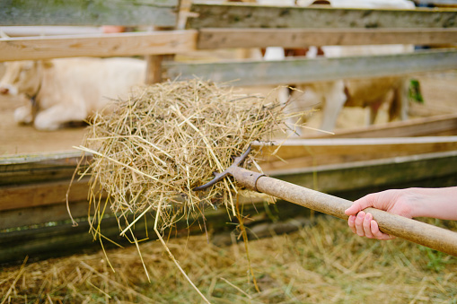 A farmer woman gives hay to cows in a stall on the farm. The farmer is using a pitchfork to give hay to the animals in the stall.