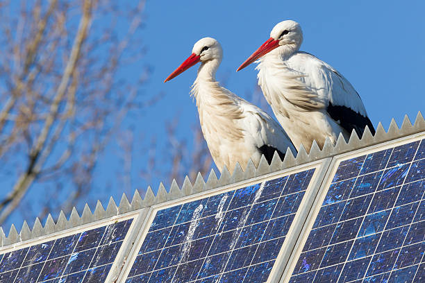 Pair of storks standing on a solar panel stock photo