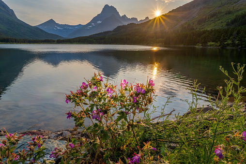 Sticky Geranium on the edge of Swiftcurrent Lake with Mt Wilbur and the setting sun in the background, Many Glacier, Glacier National Park, Montana
