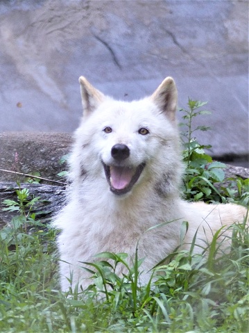 An Arctic Gray Wolf (Canis lupus) at a Wolf Conservatory