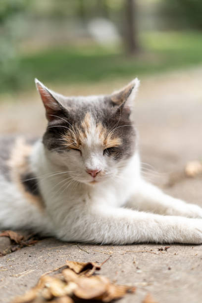 istock Sleeping Sleepy Mangy Dirty Outdoor Cat on Concrete 1584030134