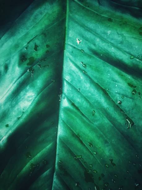 istock Close up of green leaf texture. Nature background with copy space. 1584031222