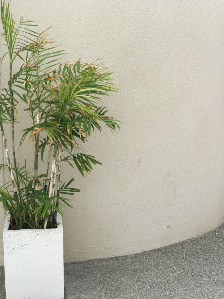 istock Green plant in white pot on cement floor and white wall background. 1584034389