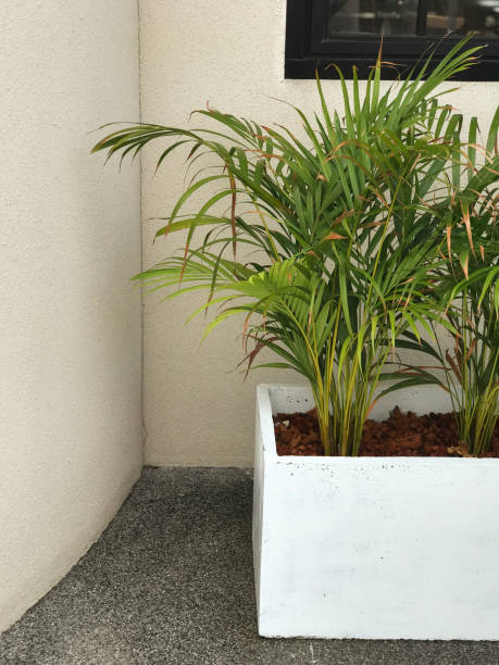 istock Green plant in white pot on cement floor and white wall background. 1584034408