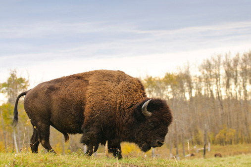 Plains bisonte americano photo