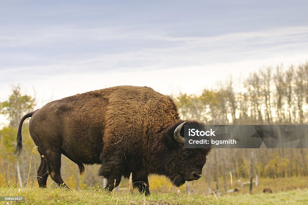 Bison des plaines - Photo de Bison nord-américain libre de droits