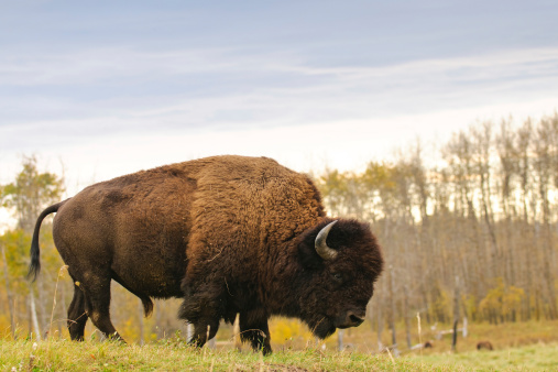 Bison bull and cow grazing on the plains of Yellowstone National Park.\n\nTaken in Yellowstone National Park, Wyoming, USA