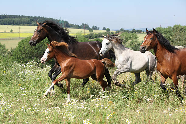 Herd of running horses in the pasturage