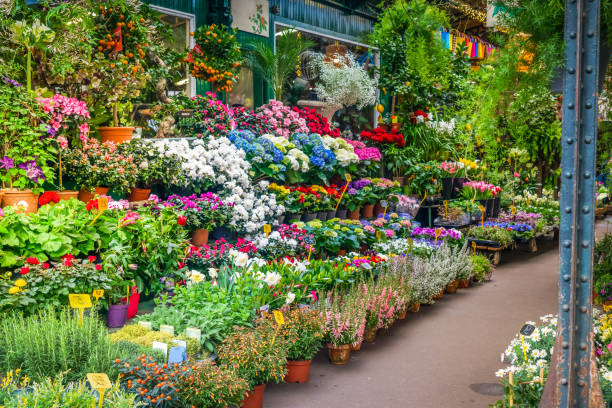 istock Paris flower market 1584061601