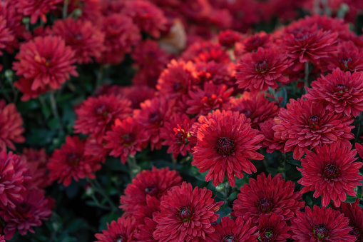 Fresh bright blooming red chrysanthemums flowers in autumn garden outside in sunny day. Flower background for greeting card, wallpaper, banner, header.