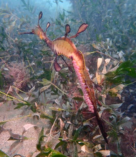 istock Pregnant male weedy seadragon 1584066218
