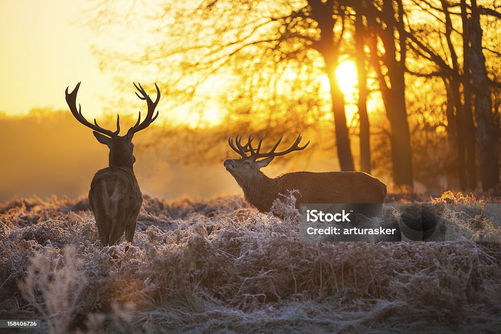 Red deer red deer in morning sun Deer Stock Photo