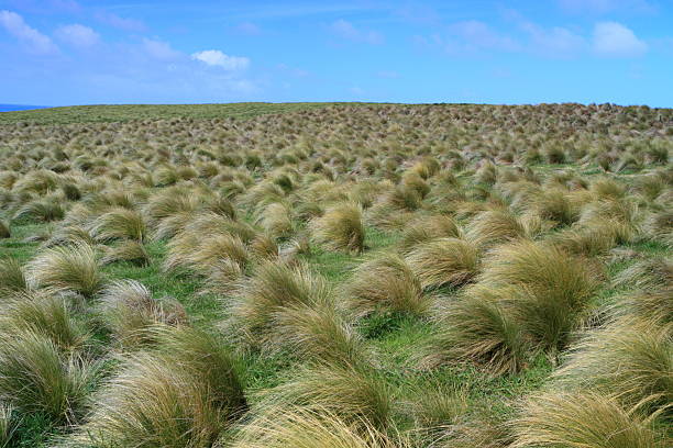 istock Field of tussock grass 158407205