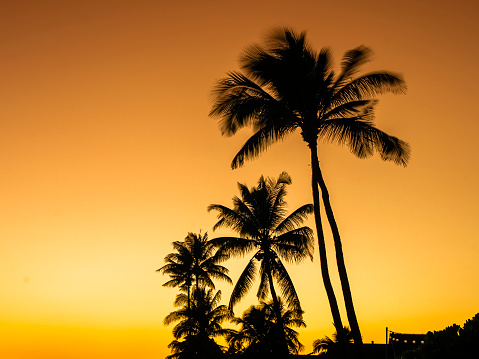 Tropical sunset: coconut, palm trees, silhouette with a yellow background .