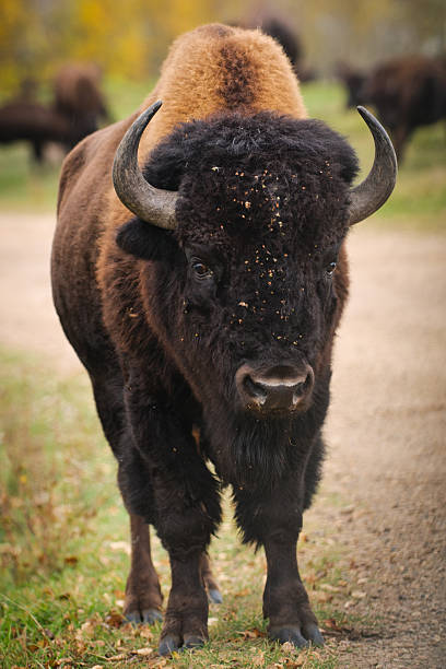 Plains Bison stock photo