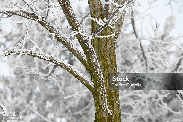 冬の木 - まぶしいのストックフォトや画像を多数ご用意 - まぶしい, クローズアップ, 写真