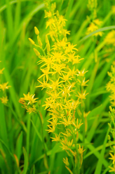 istock Narthecium asiaticum in Mt. Hakkoda 1584096105