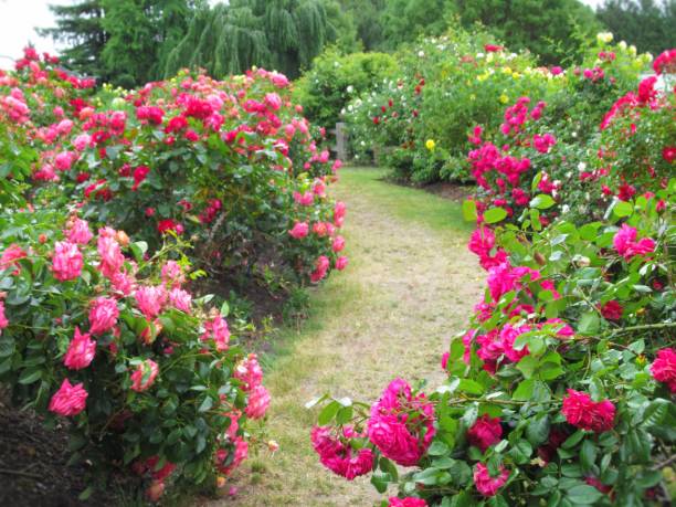 istock Beautiful Bright Colourful Rose Flowers In Summer 1584107033