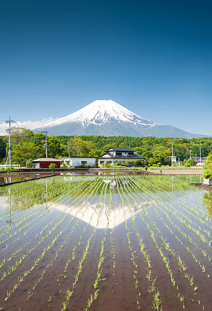 istock Rice Field With Mt Fuji 158413972
