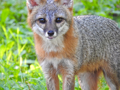 A wild, local, young, male gray fox.
