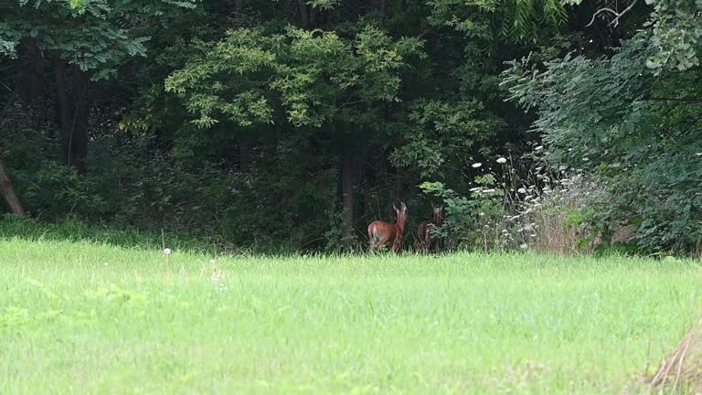 Doe and Two Fawns