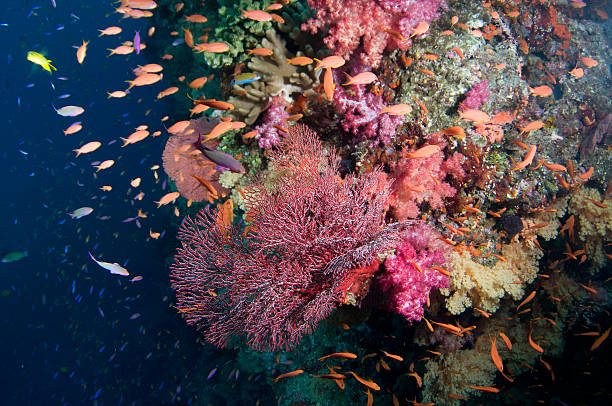istock Corner of the Reef 158416256