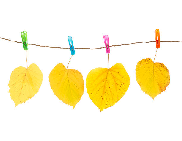 Autumn leaves and clothes pegs, isolated on white